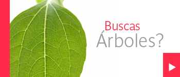 viveros_terra_pasto_en_rollo_plantas_jardineria_palmas