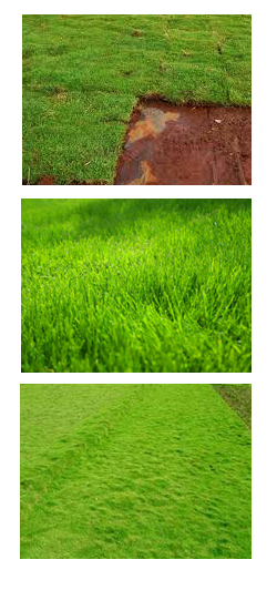 pasto_en_rollo_pasto_japones