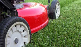 plantas_jardineria_palmas