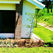 plantas_jardineria_palmas