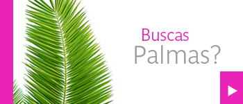 viveros_terra_pasto_en_rollo_plantas_jardineria_palmas