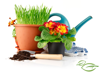 plantas_jardineria_palmas