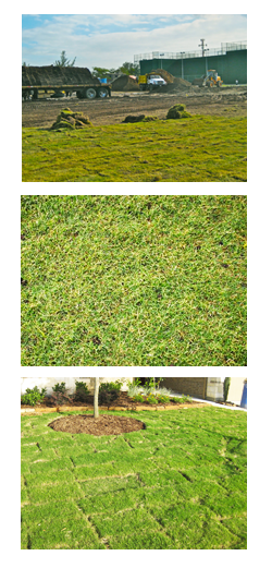 viveros_terra_pasto_bermuda